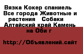 Вязка Кокер спаниель - Все города Животные и растения » Собаки   . Алтайский край,Камень-на-Оби г.